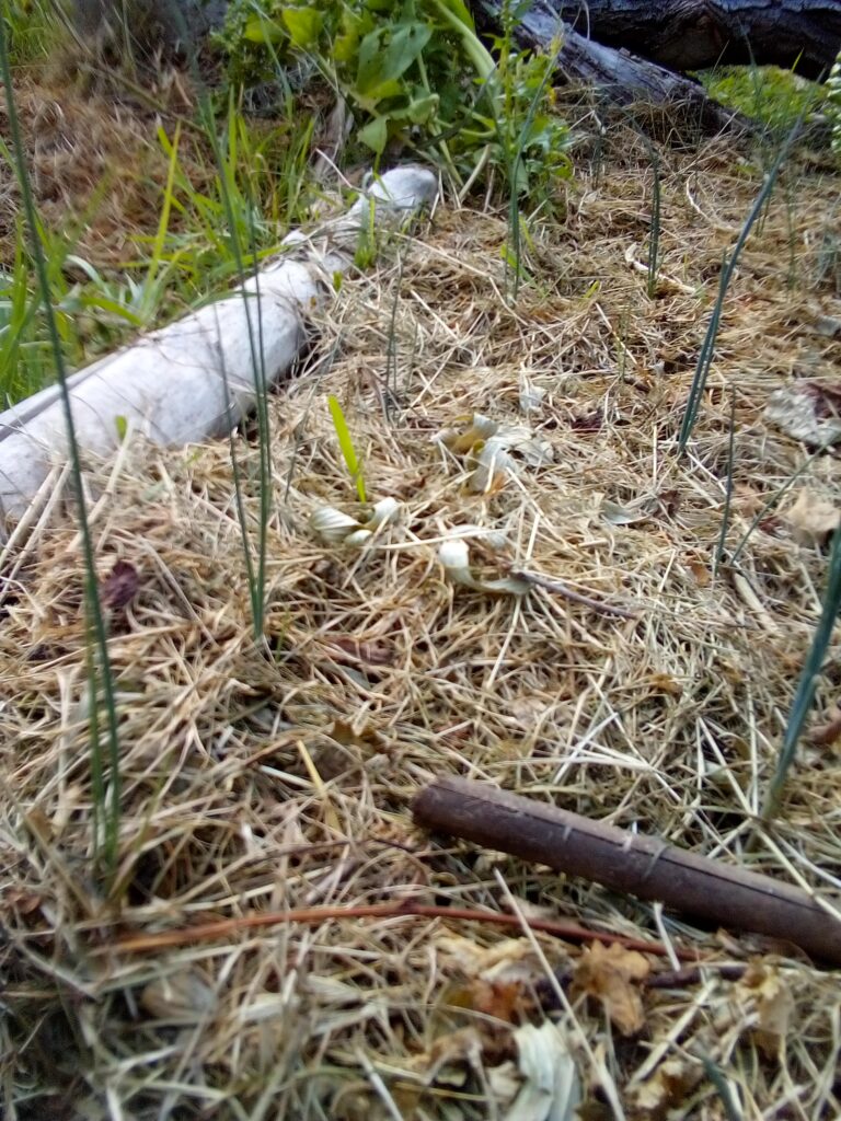 How to grow leeks in my garden: young leek plants developing in the vegetable bed in July, surrounded by mulch and other plants as they slowly get bigger.
