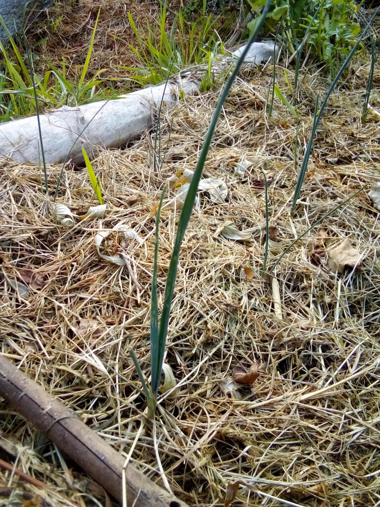 How to grow leeks during summer: my young plants growing in the garden in early July, only a few days into this part of my leek growth diary.