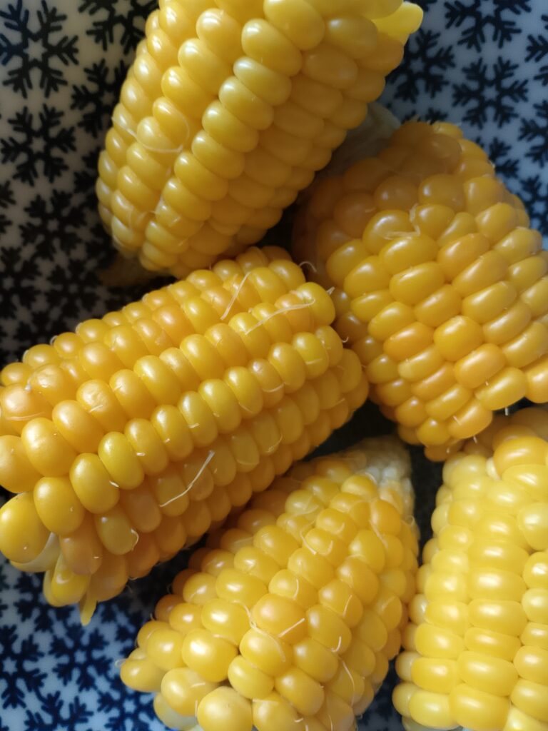 How to boil corn on the cob starts with removing the green husks and fine corn silk from freshly harvested Bantam sweet corn before cooking it in water.