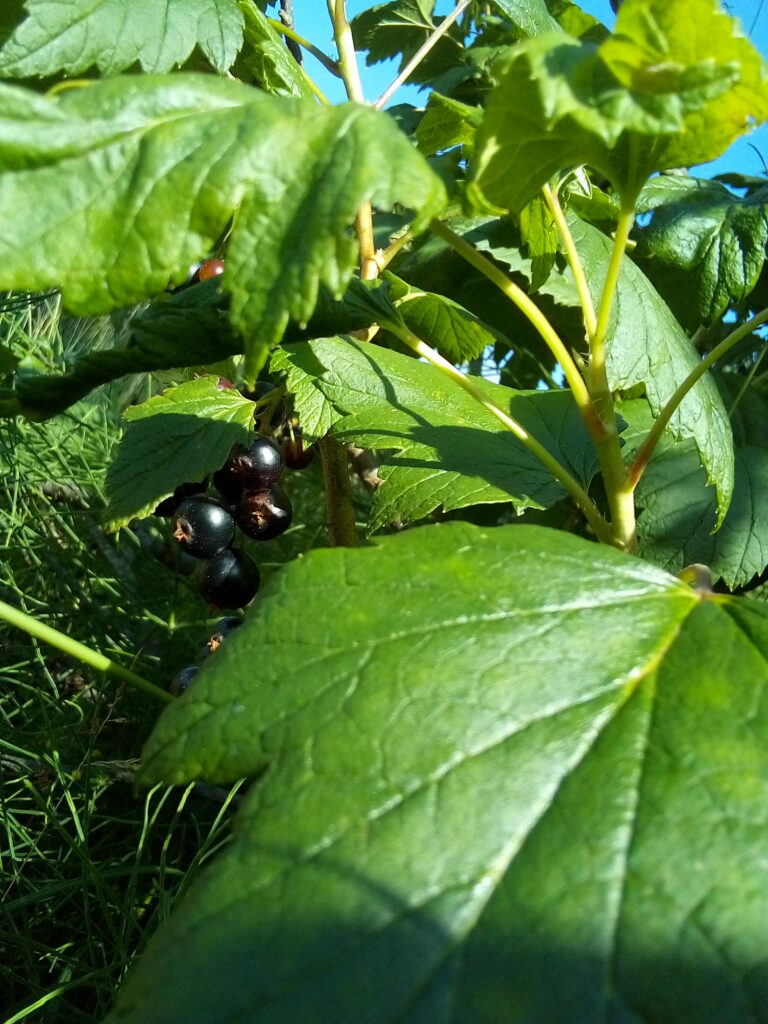 Garden strawberries with visible soil attached before rinsing