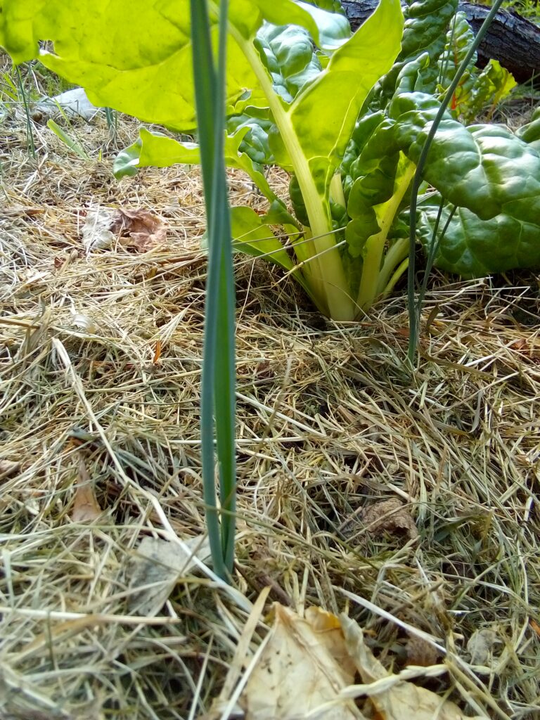 How to grow leeks through the summer: a close-up from my July leek diary showing the young plants growing naturally in the mulched vegetable bed.