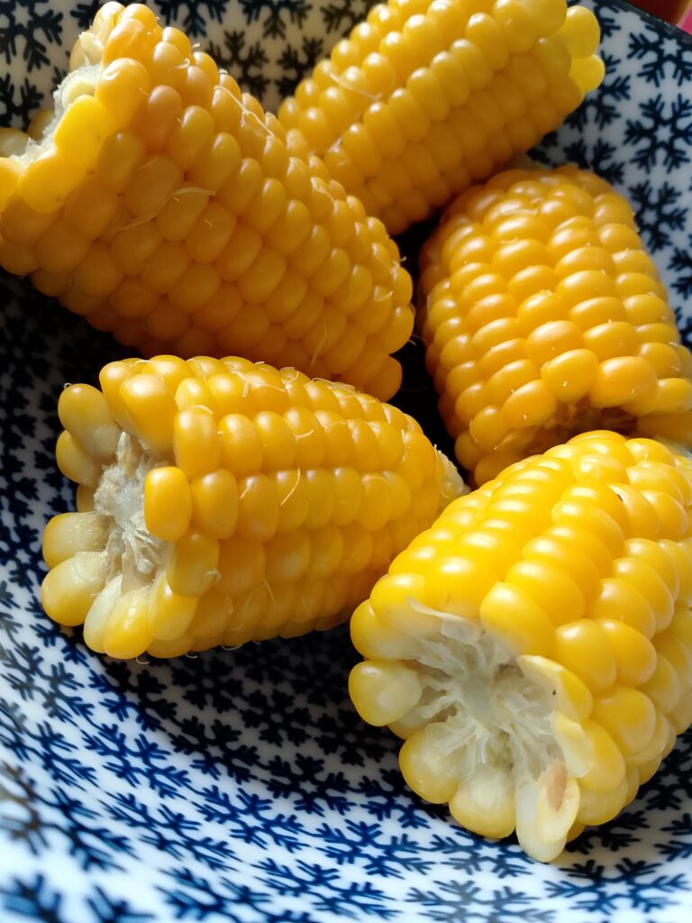 How to boil corn on the cob starts with growing healthy plants: my young Bantam sweet corn is planted in one of the sunniest garden beds for the summer.