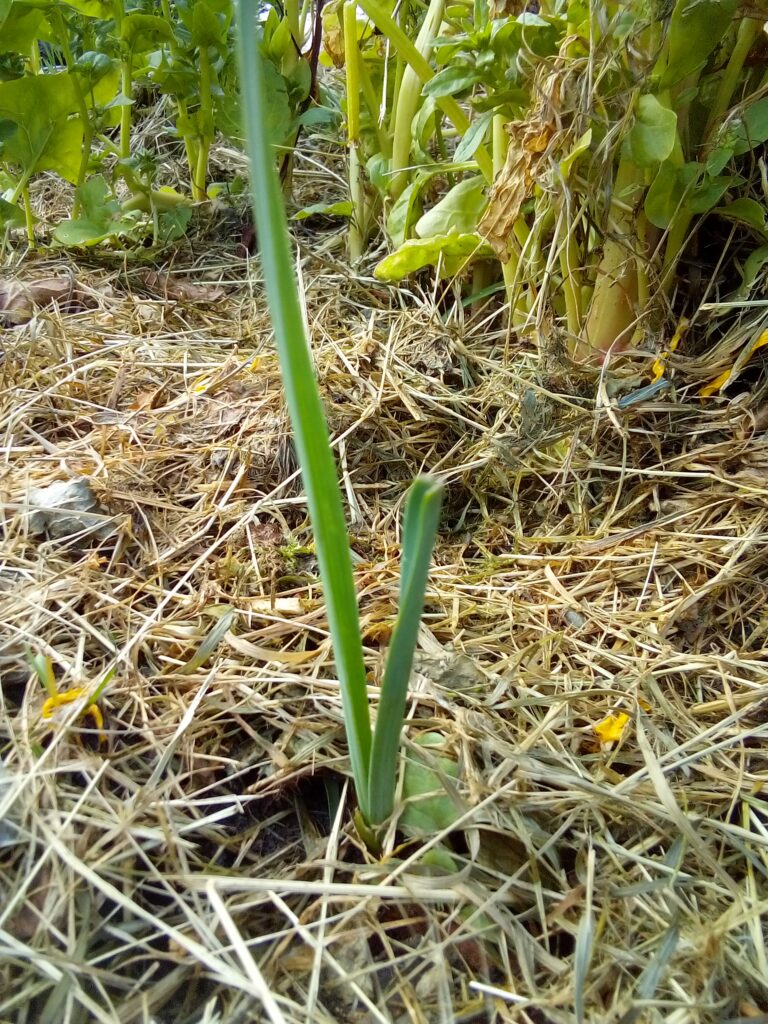 How to grow leeks after planting: this July garden photo documents the young leek plants as they continue growing after being transplanted into the bed.