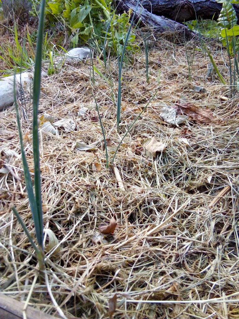 How to grow leeks after transplanting: young leek plants continuing to establish and grow in my garden bed during the first days of July.