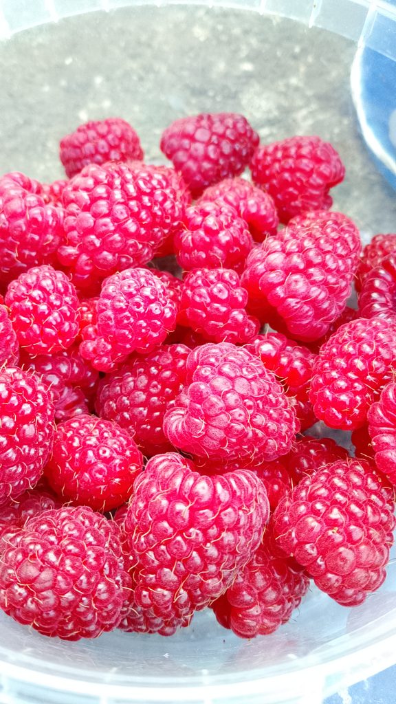 Strawberries growing close to garden soil before harvest