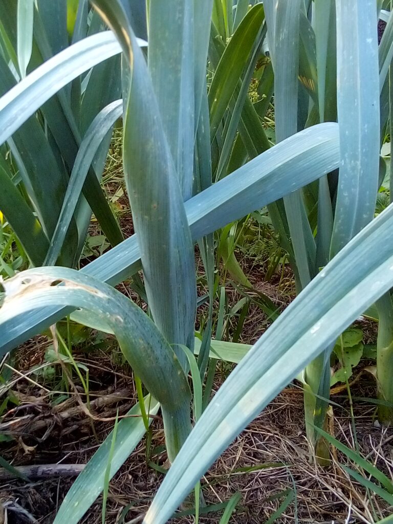 How to grow leeks from young plants to harvest: a large freshly harvested leek from my garden with a thick white stem and long green leaves after months of growing.