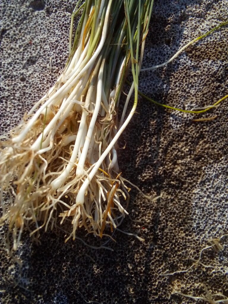 How to grow leeks in a raised garden bed: the prepared young leek plants are placed one by one into deep holes before I water them and let the soil settle naturally.