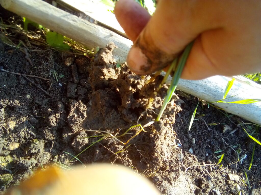 How to grow leeks step by step: young leek plants sit with their roots in water before I gently separate them and prepare each seedling for planting in the garden.