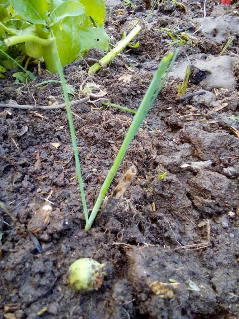 How to grow leeks in my garden: after planting the young leeks deeply, I water the whole bed thoroughly so soil starts settling naturally into the planting holes.
