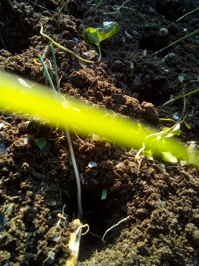 How to grow leeks in my garden: I prepare deep planting holes in the garden bed before placing the young leek plants individually into the soil.