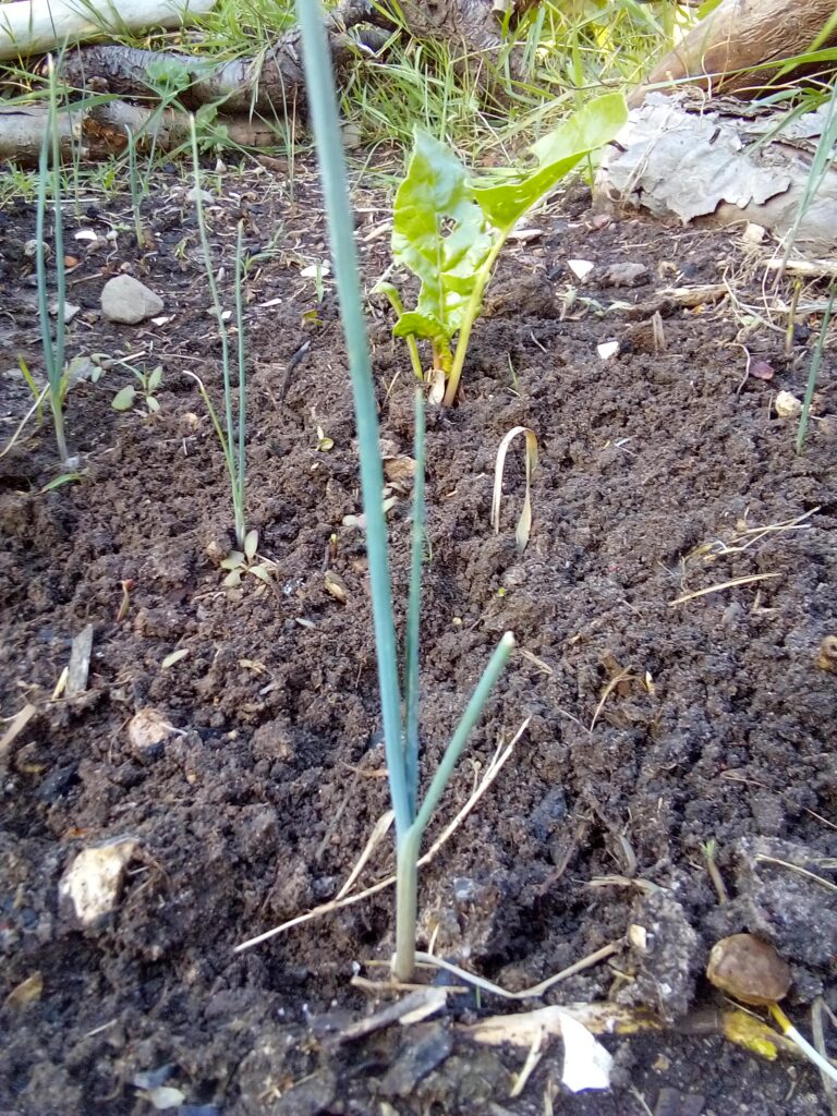 How to grow leeks after transplanting: young leek plants continuing to establish and grow in my garden bed during the first days of July.