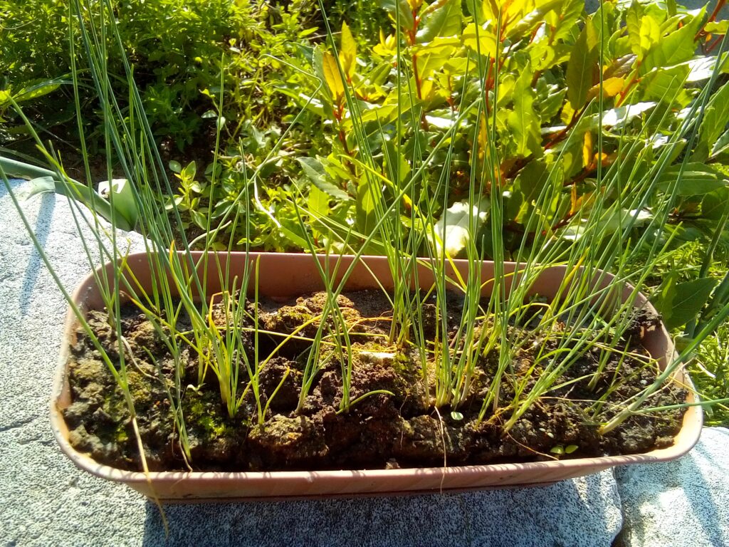 Young leek seedlings growing in a flower pot inside my unheated garden house, which gives them protection while still keeping them in cool spring conditions.