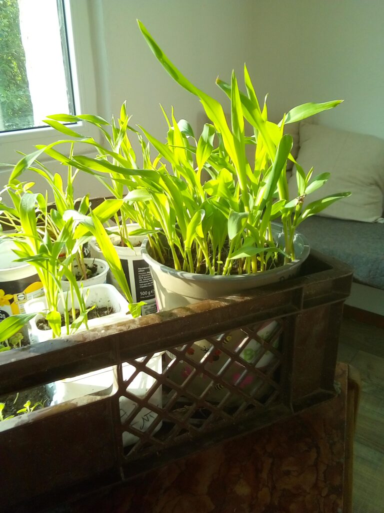 How to boil corn on the cob after harvest: I peel the green husks from my homegrown Bantam corn and remove the fine silk before the fresh cobs go into the pot.