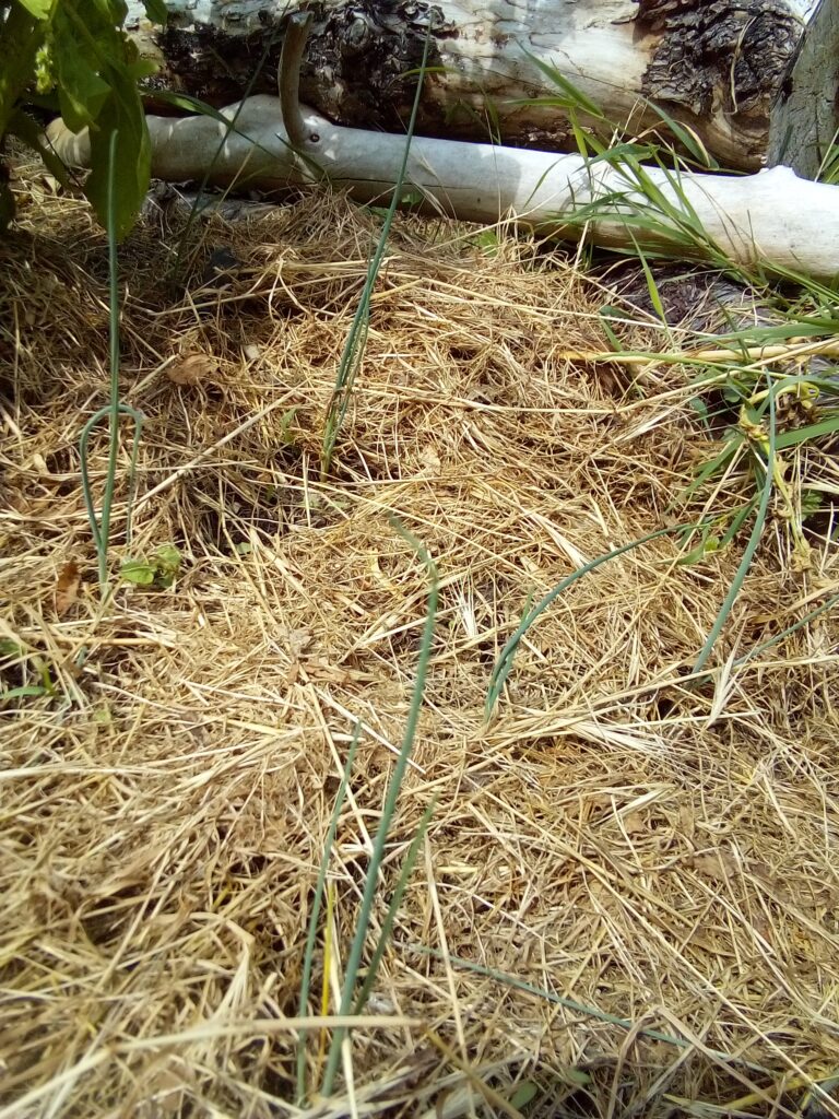 How to grow leeks in the garden: another July update showing the young leek plants becoming established and continuing their summer growth in the bed.