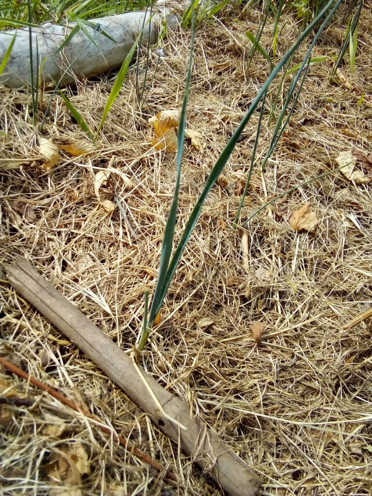 How to grow leeks in summer: my leek plants photographed on July 8 as part of my garden diary, documenting how the young plants develop week by week.