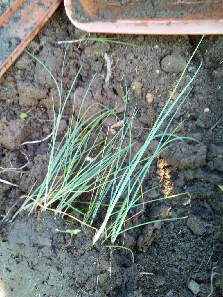 Small leek seedlings growing closely together in a larger flower pot in early spring, before I separate the young plants and move them into the garden.