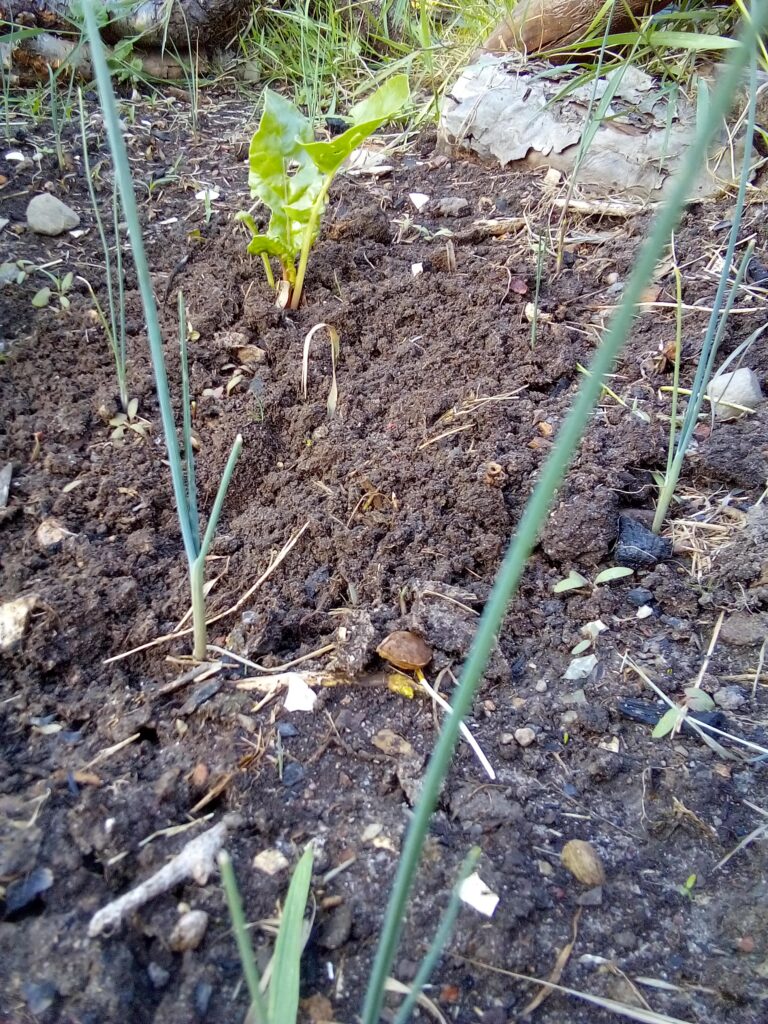 How to grow leeks in my garden: young leek plants developing in the vegetable bed in July, surrounded by mulch and other plants as they slowly get bigger.