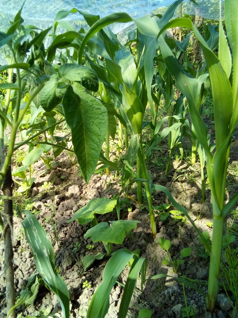 How to boil corn on the cob begins long before the kitchen: walking through my tall homegrown Bantam corn shows just how much these little spring plants have grown.