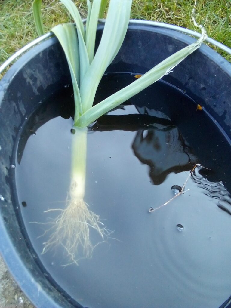 How to grow leeks from tiny seedlings to full-size vegetables: a large harvested leek showing the final stage of my leek growing diary after a season in the garden.