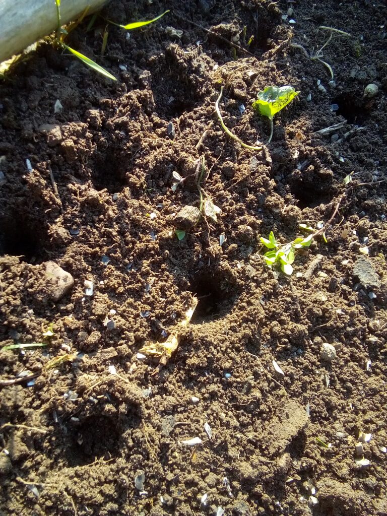 How to grow leeks from young seedlings: freshly transplanted leek plants sit deep in their individual planting holes, ready for watering and the final layer of mulch.