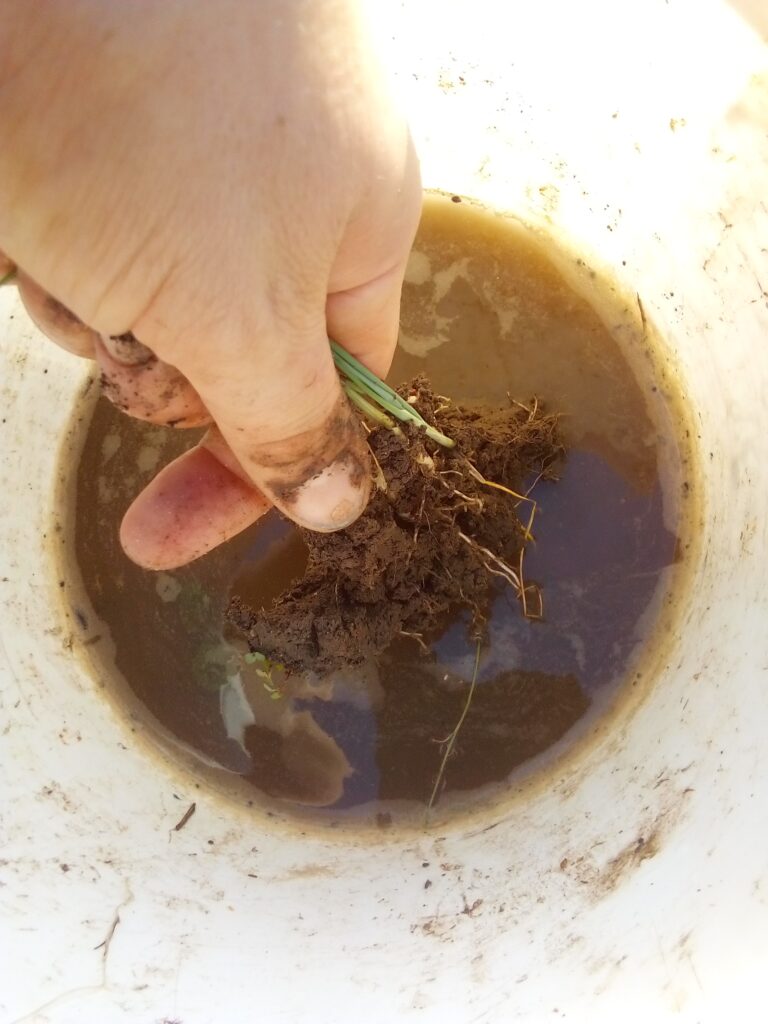 How to grow leeks from young seedlings: after soaking the roots in water, I gently separate the small leek plants one by one before transplanting them into the bed.