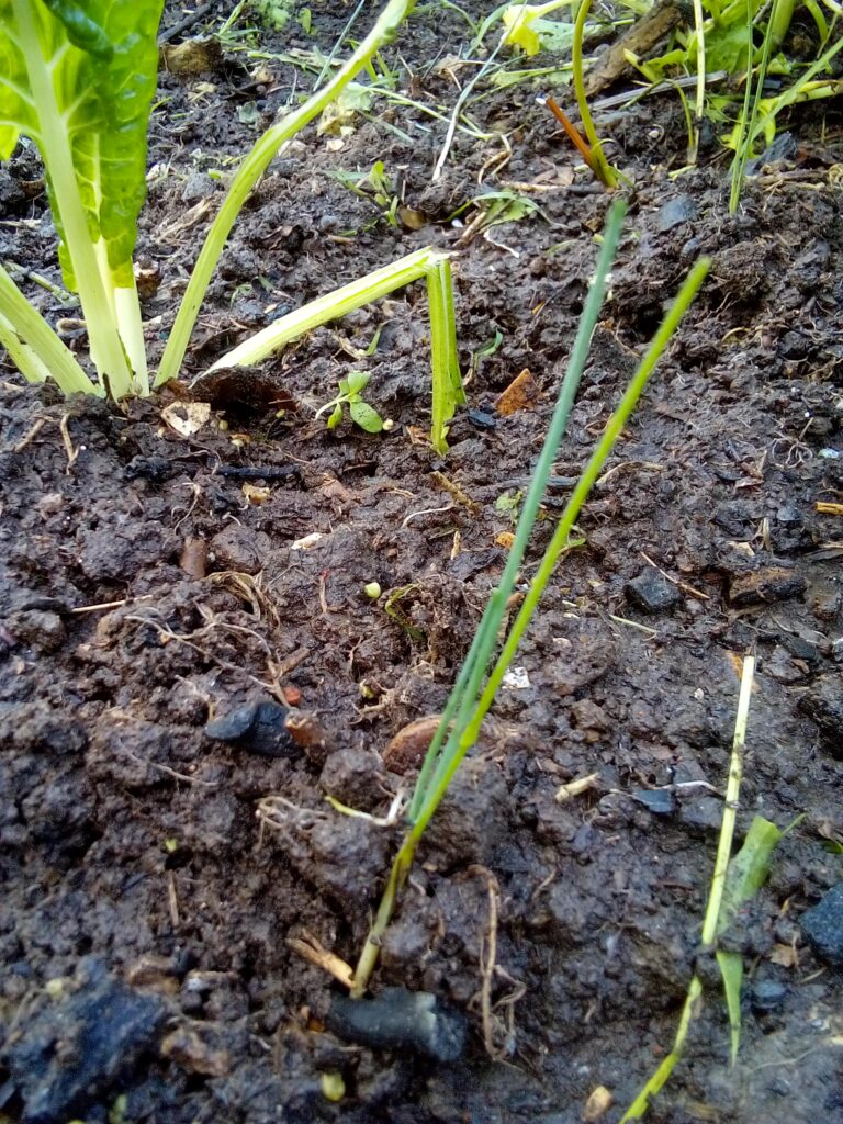 How to grow leeks step by step: I water the freshly planted leek seedlings while the deep planting holes are still open, allowing loose soil to slowly wash inside.