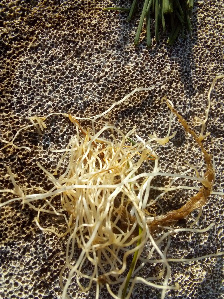 How to grow leeks in my garden: I prepare deep individual planting holes for the young leek plants before placing one seedling carefully into each hole.