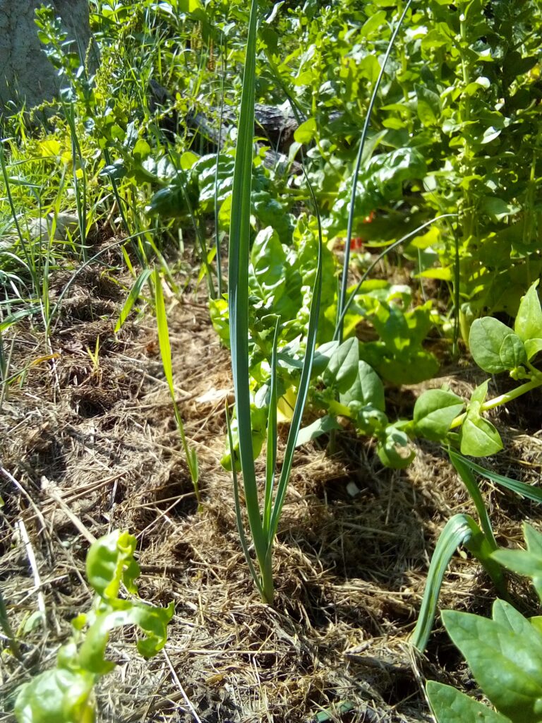 ow to grow leeks after transplanting: this mid-July garden photo shows the developing leek plants several weeks into their summer growth