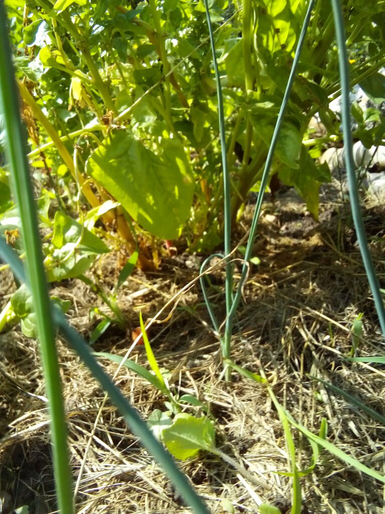 How to grow leeks during summer: established leek plants growing among the other vegetables in my garden during the middle of July.