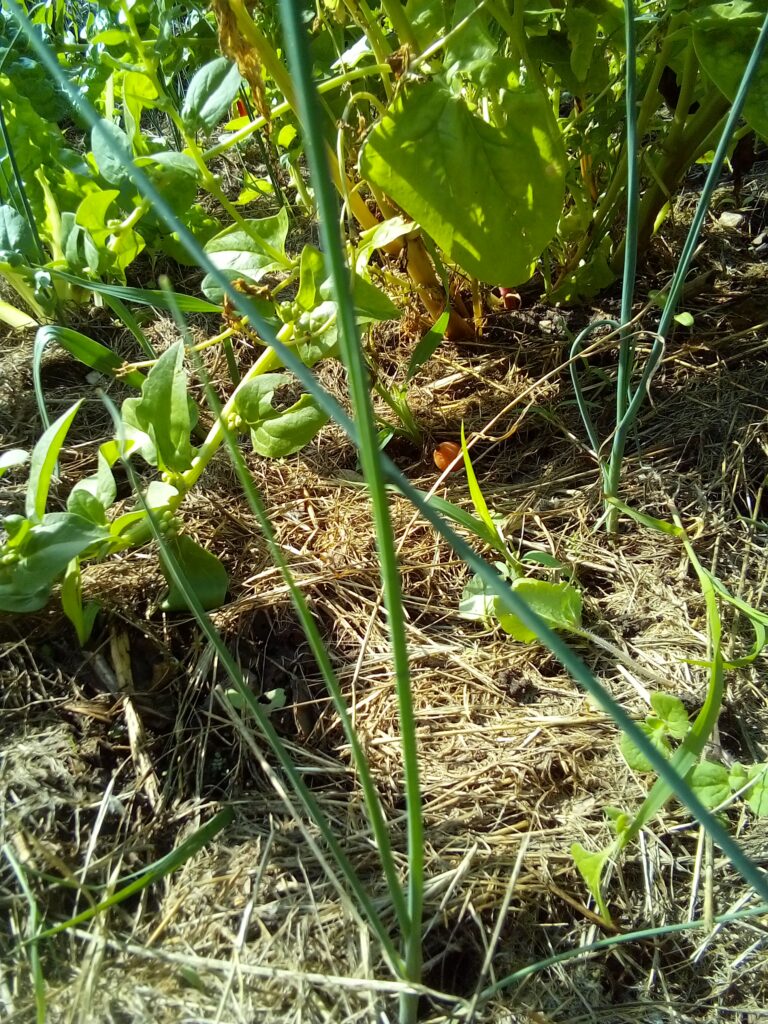 Leek Growth Diary – Mid-July
Alt Text: How to grow leeks in my garden: another mid-July diary photo documenting the plants as they become taller and stronger through the summer.