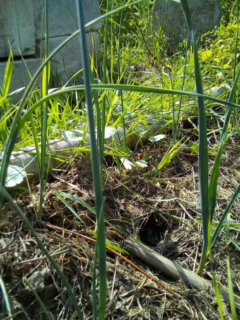 How to grow leeks step by step: my July growth diary follows the same leek plants as they develop week by week in the mulched vegetable bed.