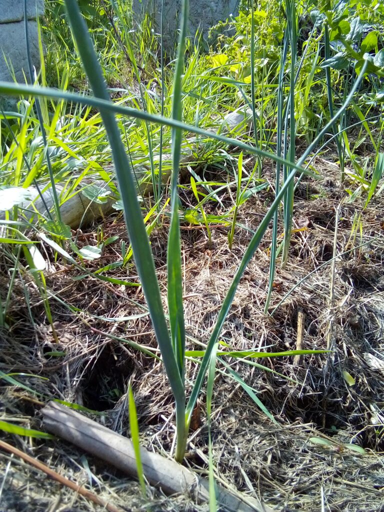 How to grow leeks through summer: my leek plants in mid-July, photographed to document how much the young plants have grown since being transplanted.
