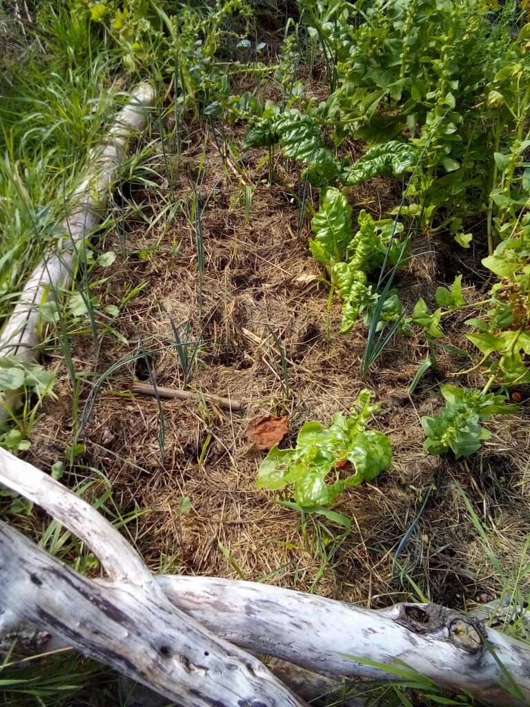 How to grow leeks in a vegetable garden: a mid-July look at my plants as the leaves become taller and the leeks continue developing in the bed.