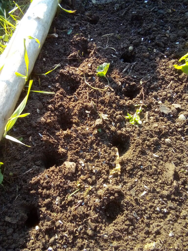 How to grow leeks in a vegetable bed: young leek plants are spaced individually in deep holes after preparing the soil with compost and getting the bed ready for planting.
