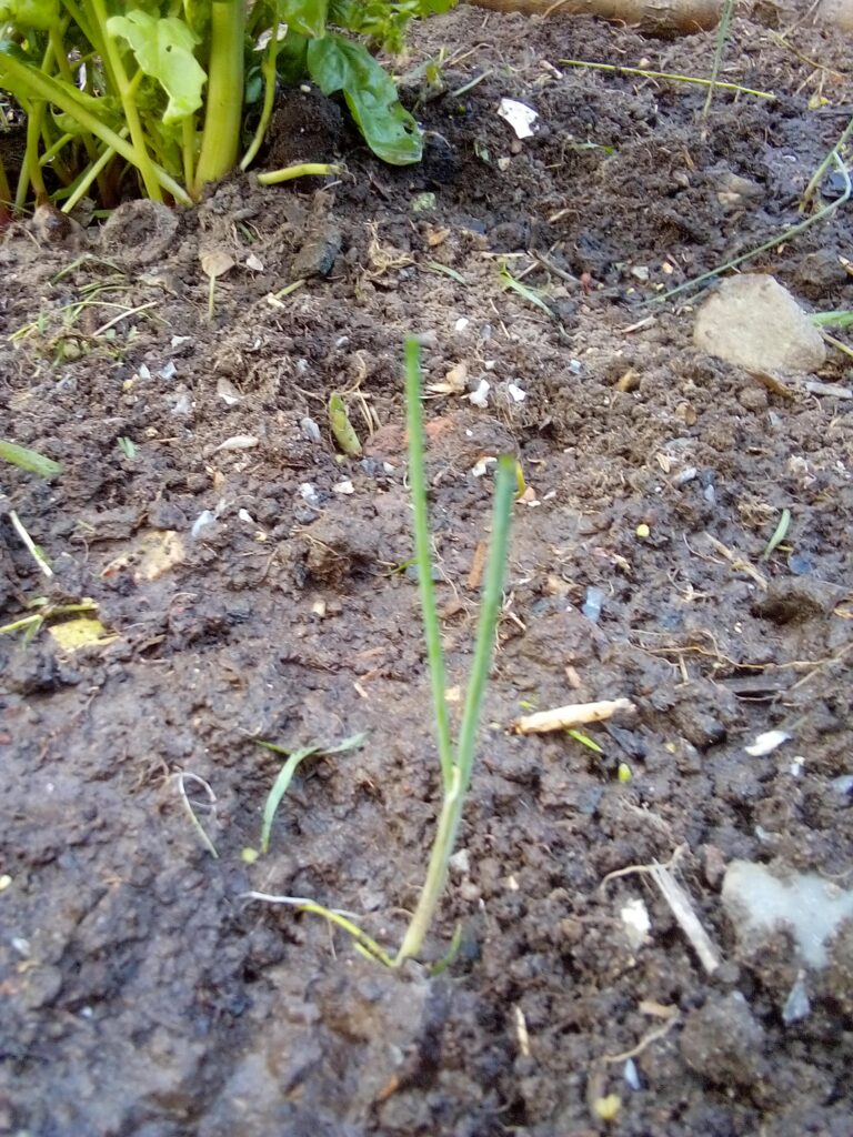 How to grow leeks after transplanting: watering helps the surrounding soil settle naturally around each young leek while the plants remain deep inside their planting holes.