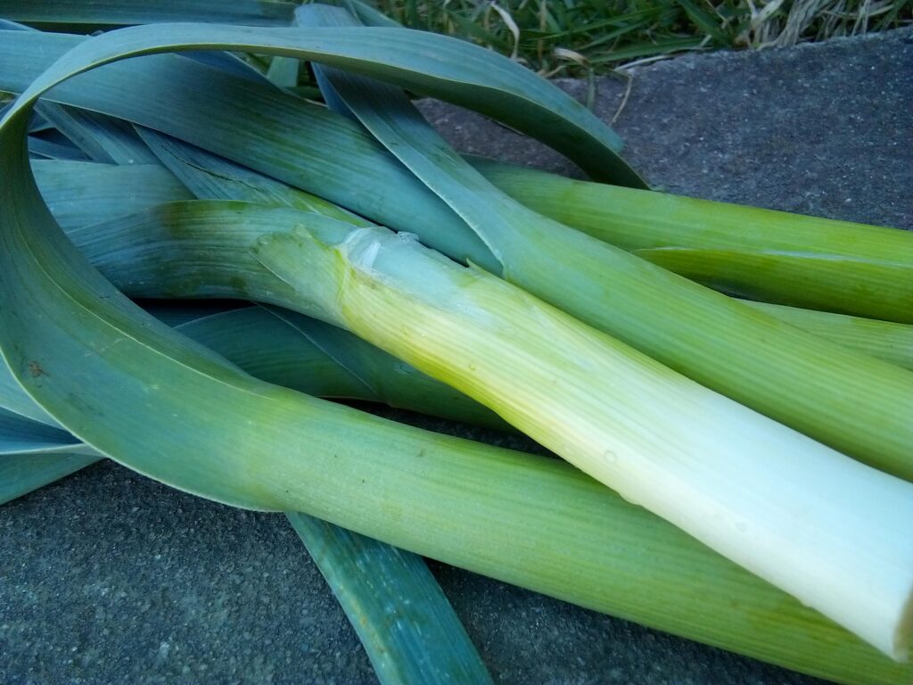 How to grow leeks step by step: this large mature leek is the final result after starting the young plants, transplanting them deeply, watering and mulching the bed.
