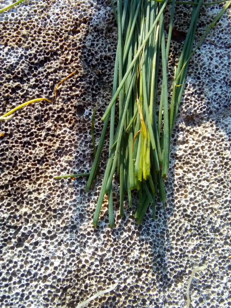 How to grow leeks step by step: each young leek seedling is planted deeply in its own prepared hole after I have added compost to the garden bed.