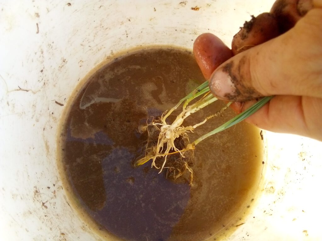 How to grow leeks with less mess at transplanting time: soaking the leek seedling roots in water helps me remove the loose soil and separate the individual plants.