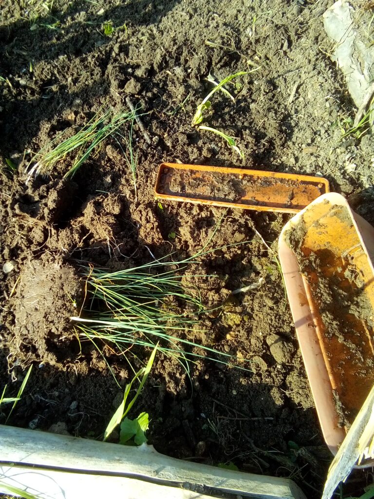 Leek seedlings growing together in a flower pot sunk into my raised garden bed, making it easier to lift all the young plants out when it's time for transplanting.