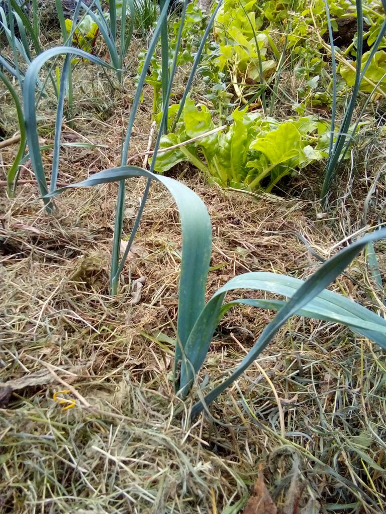 How to grow leeks during summer: a late-July view of my leek plants showing their progress as the leaves grow taller and the plants become established.