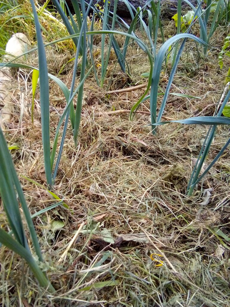 How to grow leeks in the garden: this late-July diary photo shows the developing plants several weeks after transplanting, watering and mulching.