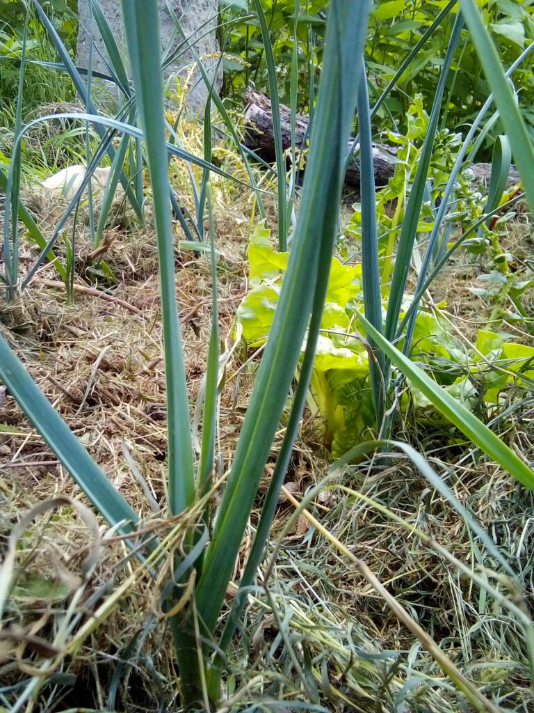 How to grow leeks through summer: by late July my leek plants are noticeably larger, with taller green leaves growing strongly in the garden bed.