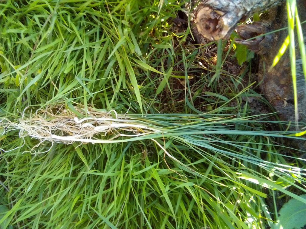 Growing leeks gets a little messy when all those tiny seedlings come out of the pot together. 🌱

I simply put the leek roots into water and gently wash away the soil. After a moment, the young plants are much easier to separate one by one — ready for the next step before planting.

A tiny part of how to grow leeks in my garden, but one that makes transplanting so much easier.