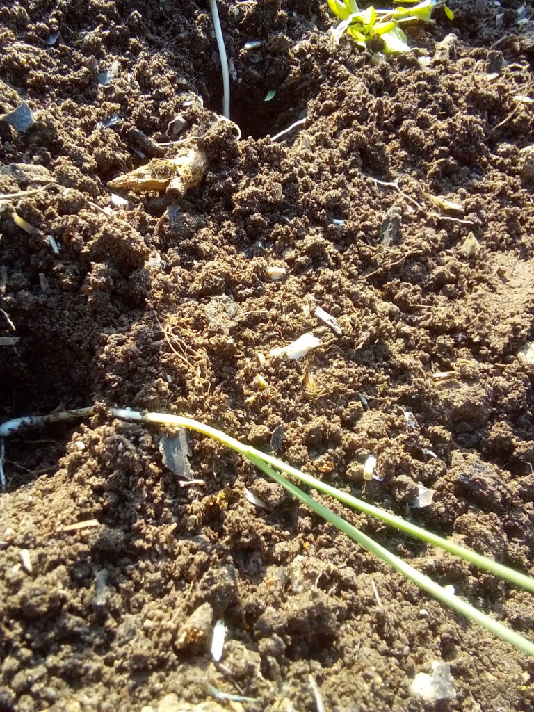 How to grow leeks using my simple planting method: each prepared leek seedling goes deep into its own planting hole before I water the entire bed thoroughly.