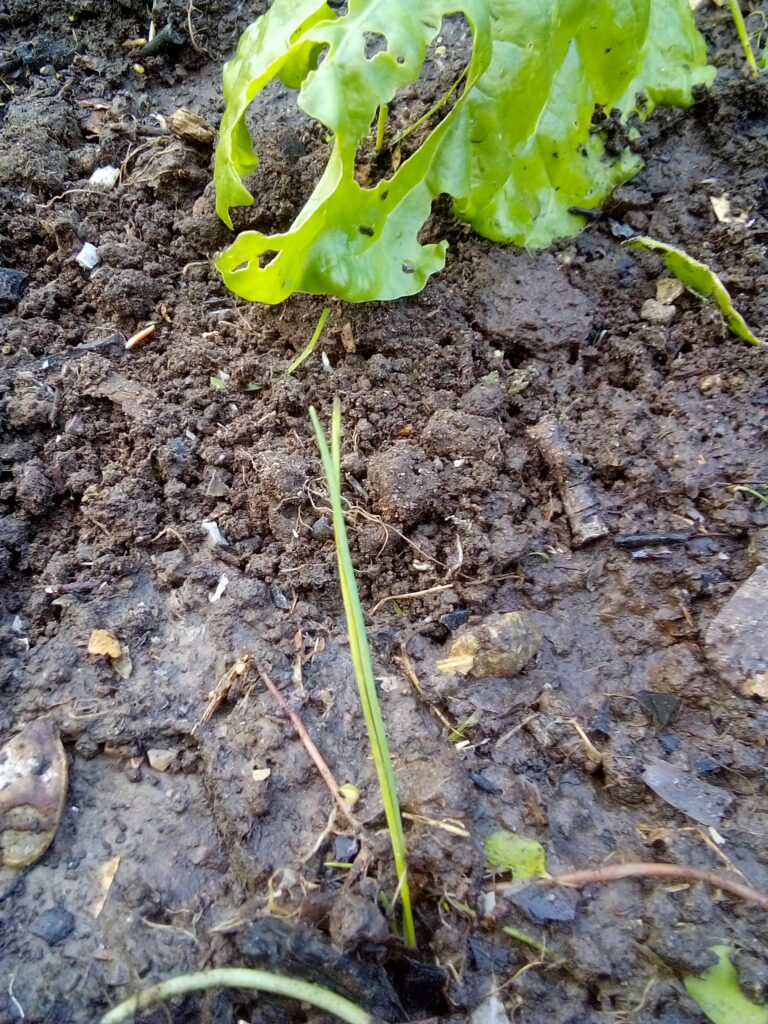 How to grow leeks in a vegetable bed: these freshly transplanted leek seedlings have been watered well, while the planting holes gradually fill with surrounding soil.