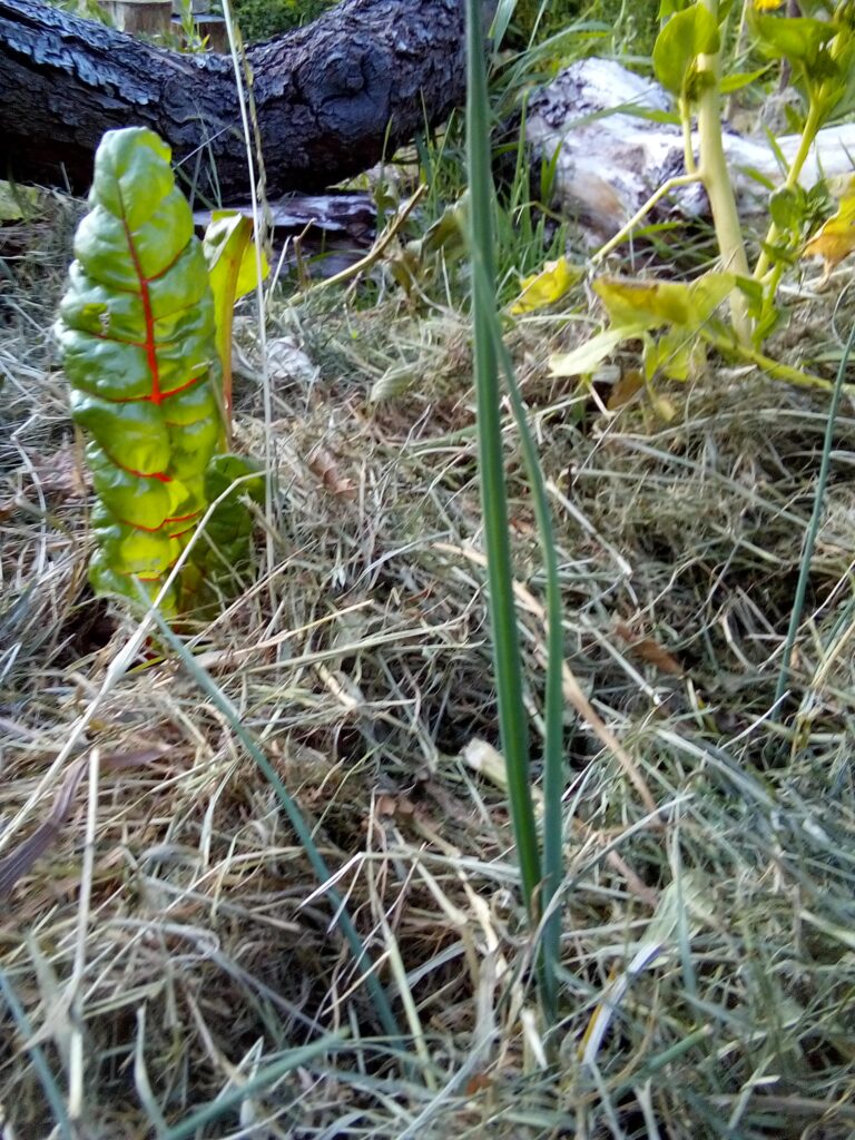 How to grow leeks in a garden bed: my leek plants in early July, photographed as part of my summer growth diary after planting and watering them in.