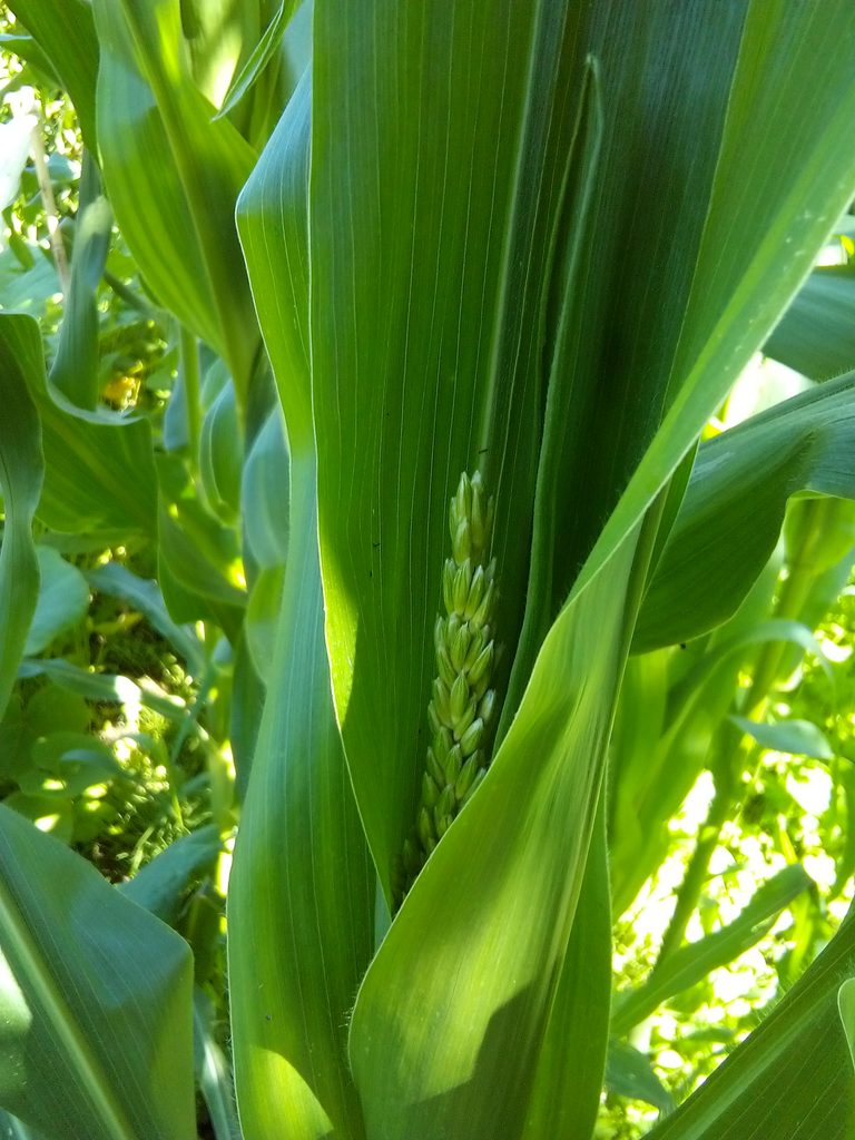 How to boil corn on the cob isn't only for summer: I freeze extra Bantam corn whole or in pieces so we can cook our homegrown corn again during winter.