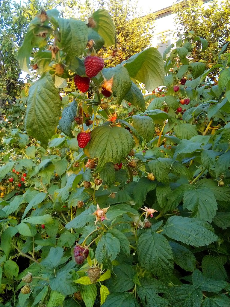 Fresh garden berries ready for washing garden fruit before eating