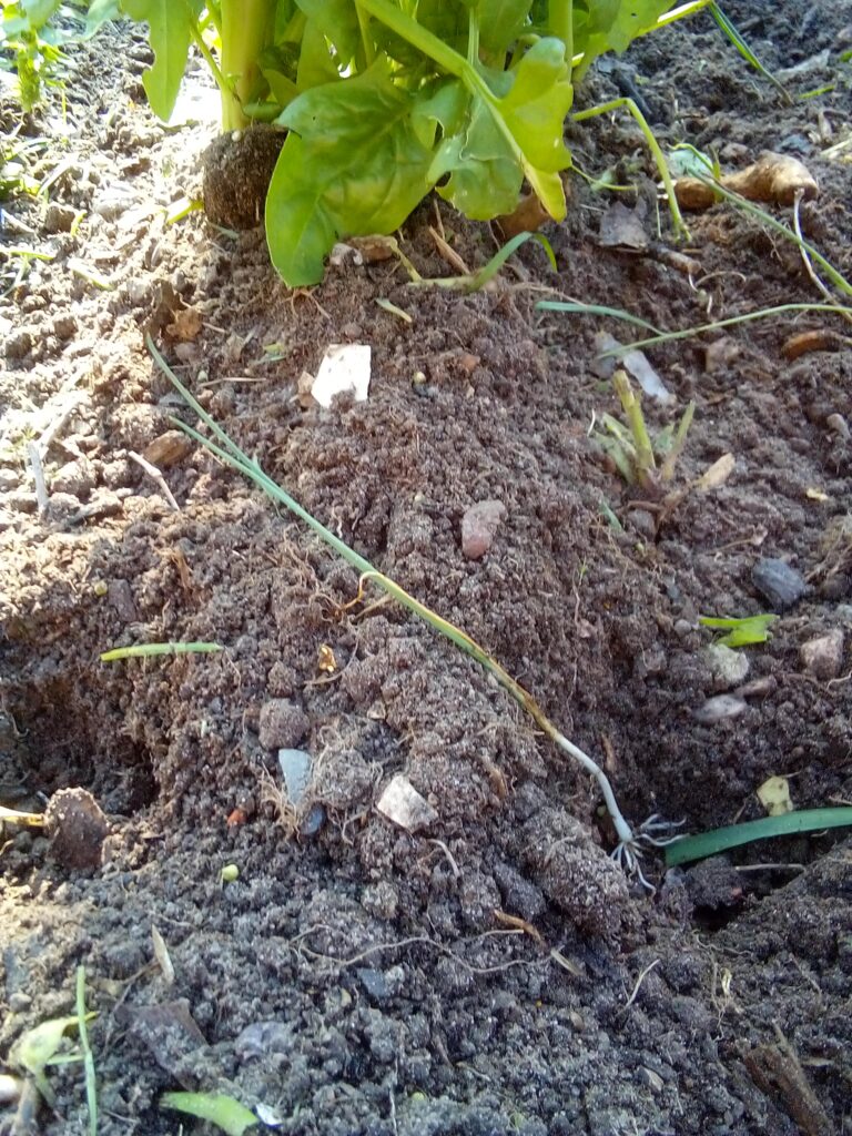 How to grow leeks after preparing the seedlings: I place one young leek plant into each deep planting hole, leaving plenty of space between the individual plants.