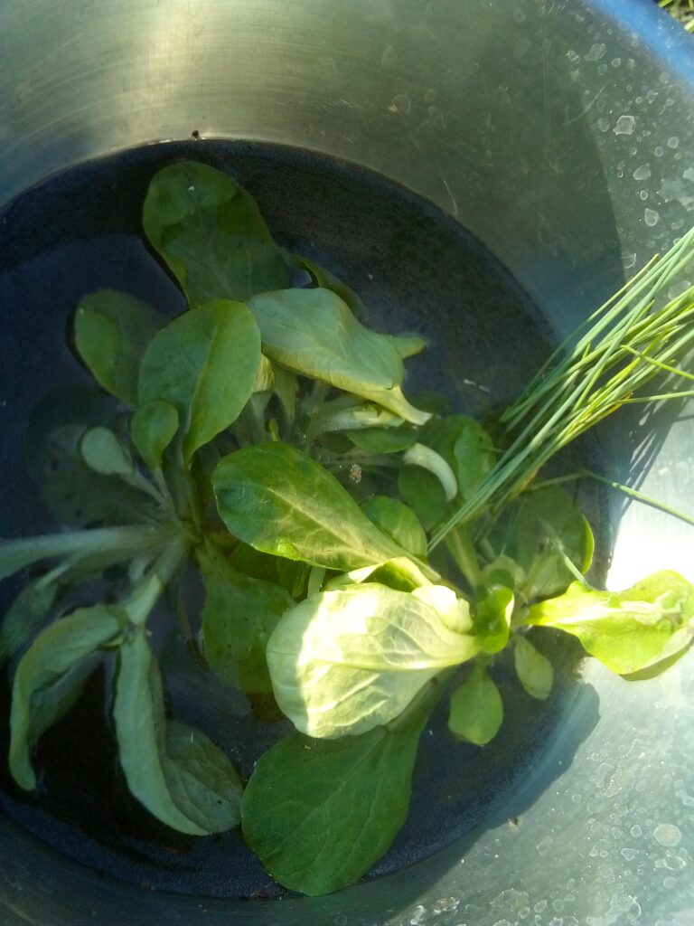 How to grow leeks in my garden: I place the young leek seedlings in water first, which loosens the soil around the roots and makes them much easier to separate.